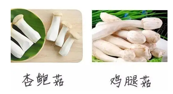 鸡腿菇和杏鲍菇的区别 鸡腿菇如何保存