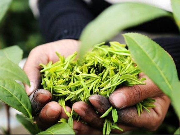 茶分几大类都是什么茶-茶的分类