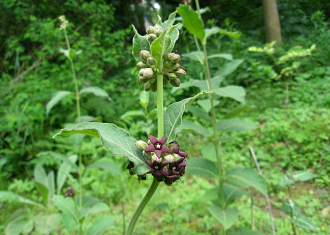 白薇种植技术要点