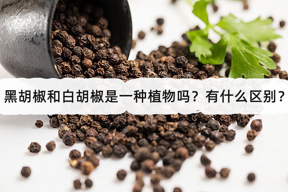 黑胡椒和白胡椒是一种植物吗？有什么区别？