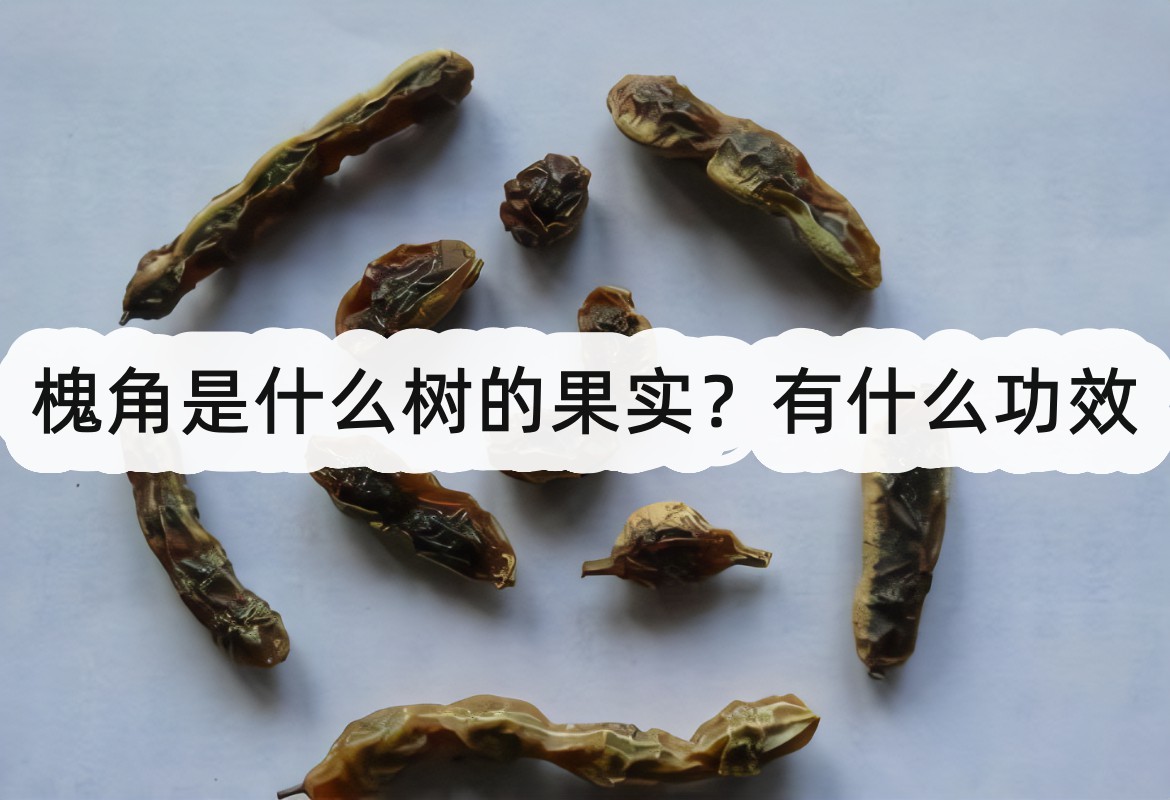 槐角是什么树的果实？有什么功效