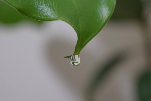 水培滴水观音怎么施肥