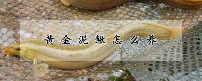 黄金泥鳅怎么养