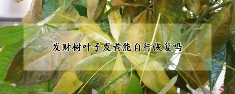 发财树叶子发黄能自行恢复吗