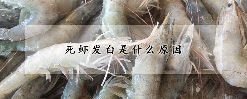 死虾发白是什么原因