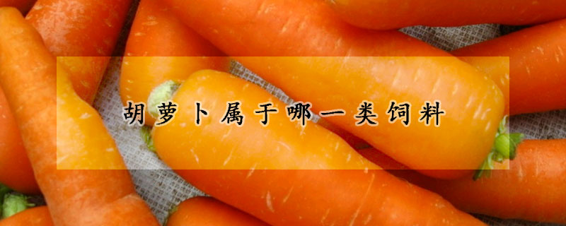 胡萝卜属于哪一类饲料