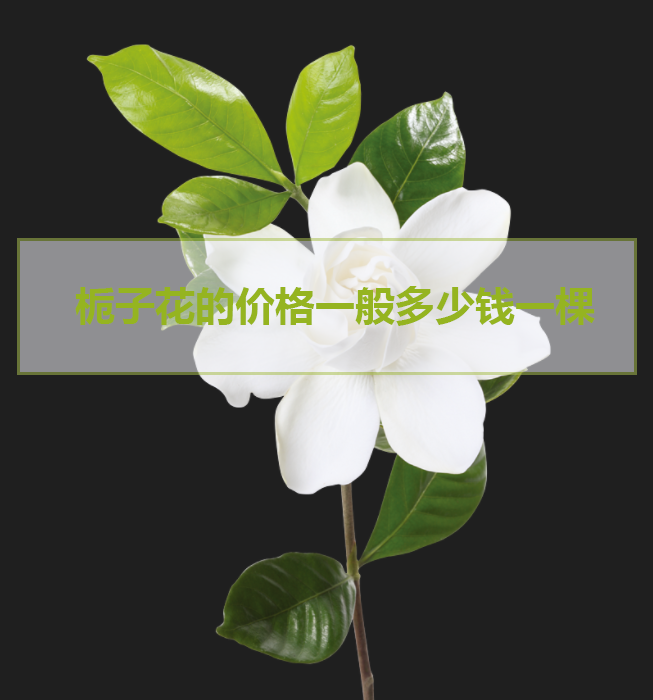 今日栀子花的价格一般多少钱一棵