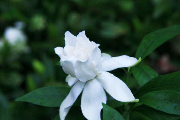 栀子花夏季怎么浇水