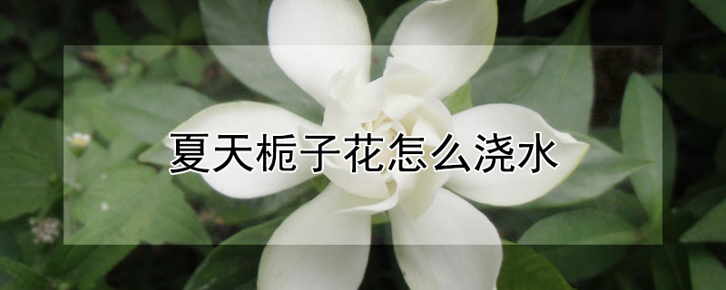 夏天栀子花怎么浇水