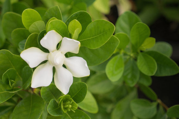 栀子花花期