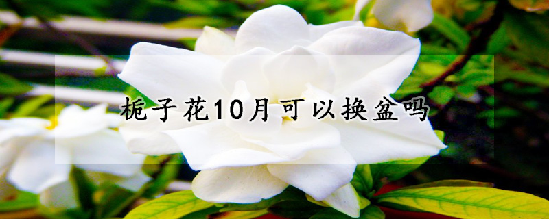 栀子花10月可以换盆吗