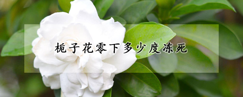 栀子花零下多少度冻死