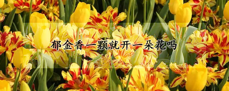 郁金香一颗就开一朵花吗