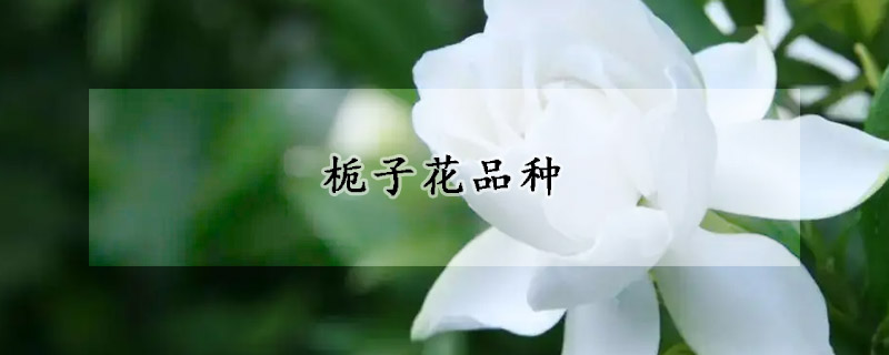 栀子花品种