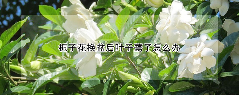 栀子花换盆后叶子蔫了怎么办