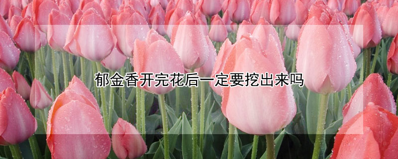 郁金香开完花后一定要挖出来吗