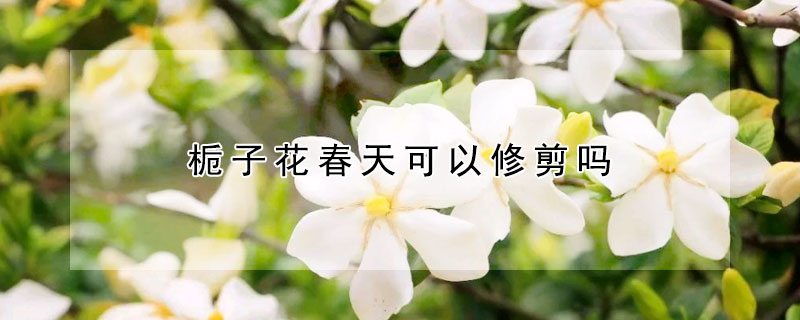 栀子花春天可以修剪吗