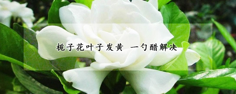 栀子花叶子发黄 一勺醋解决