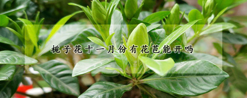 栀子花十一月份有花苞能开吗