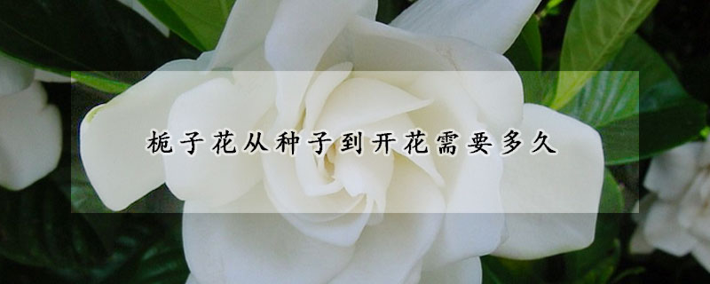 栀子花从种子到开花需要多久