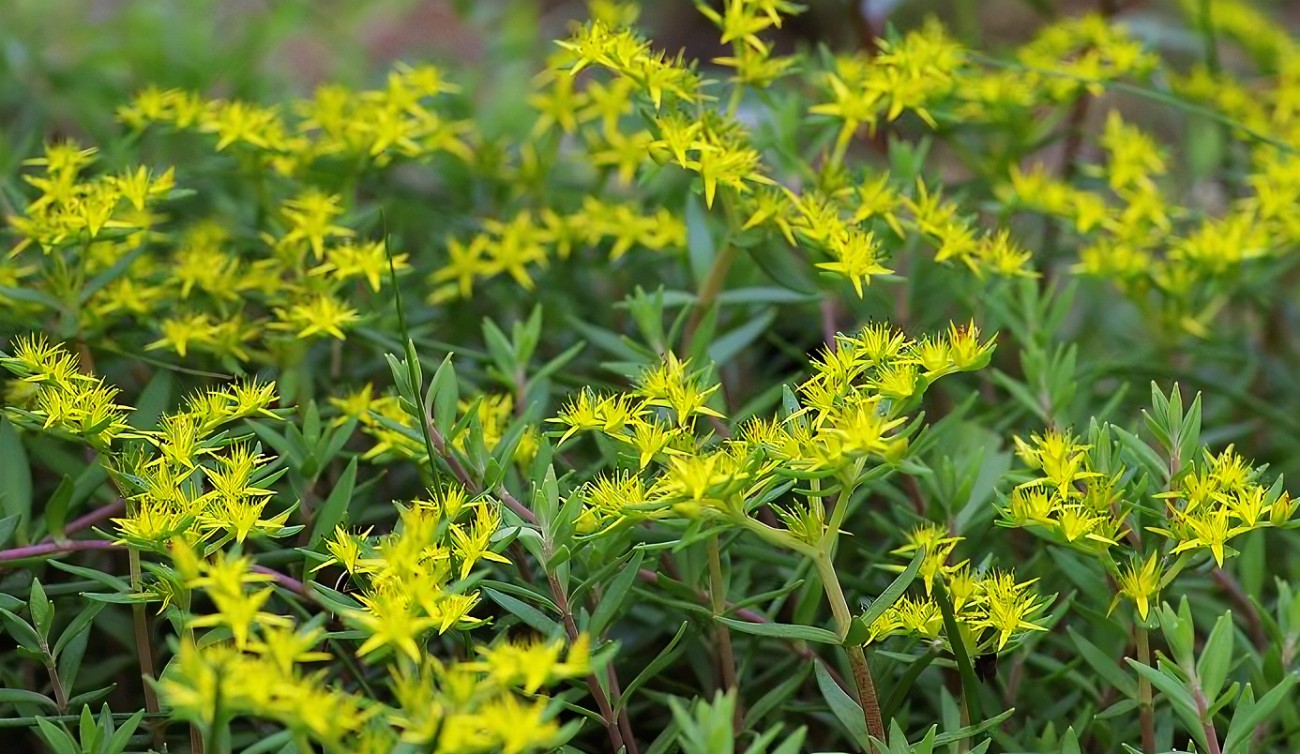 种植垂盆草怎么改良土壤？