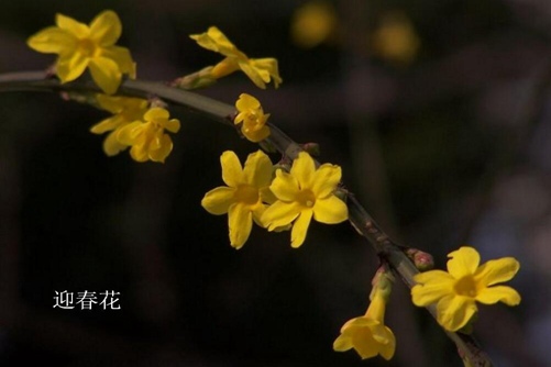 怎样区分迎春花和连翘，看图后再也不会傻傻分不清