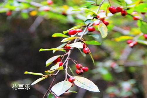 荼蘼花开-末日之美,荼蘼花图片大全！