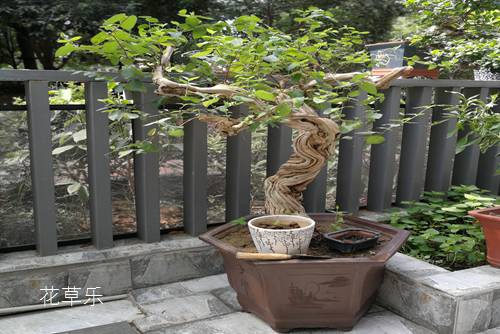 金银花开花时节十分美观,制作金银花盆景有什么技术要求